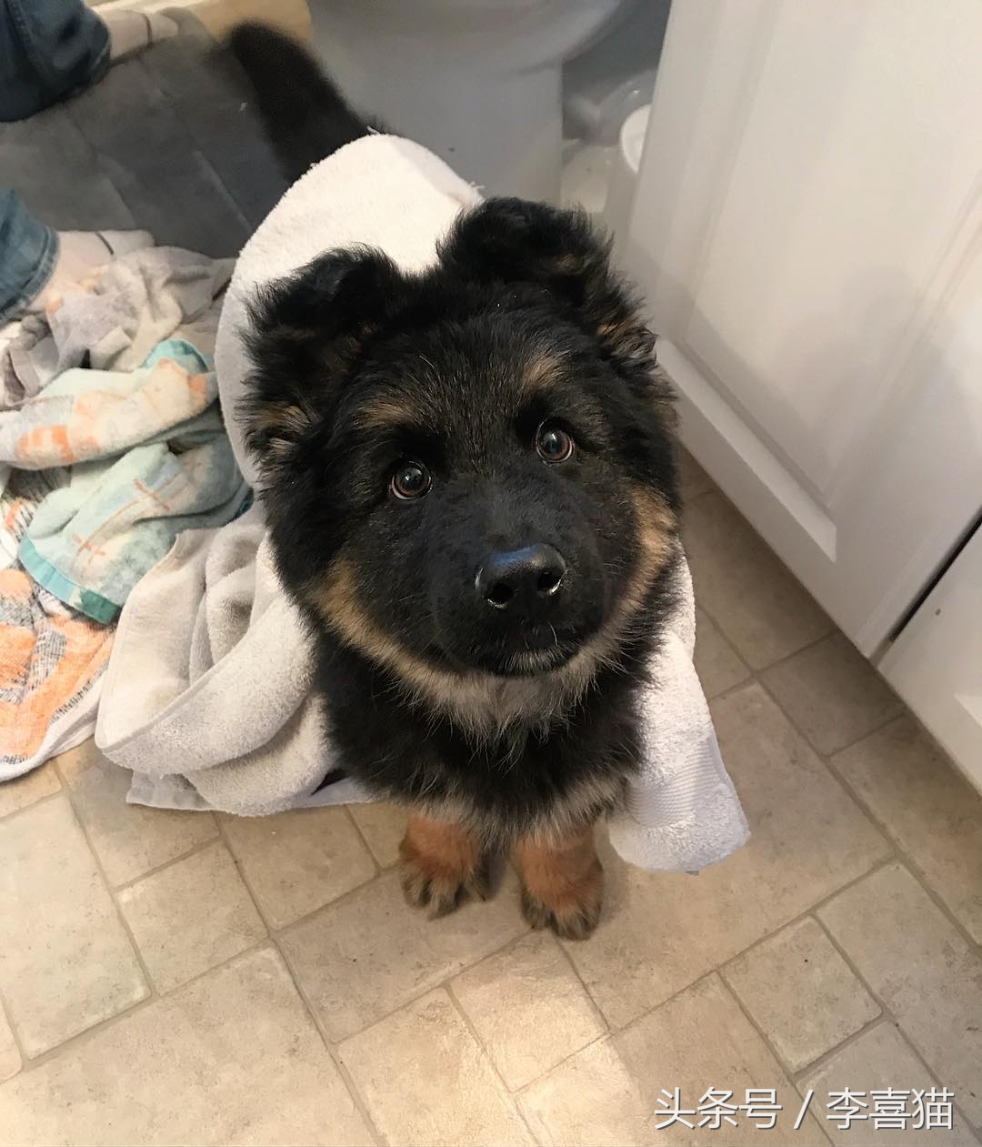 小时候的德牧小视频,德牧小时候跟小土狗一样