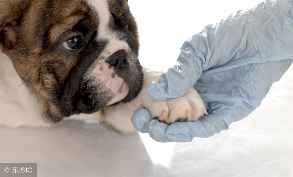 我的狗生我负责，狗生的十大威胁全掌握