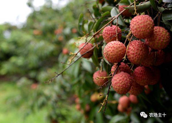 搞农业打工,搞农业的人是真的辛苦