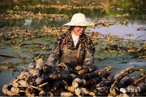 搞农业打工,搞农业的人是真的辛苦