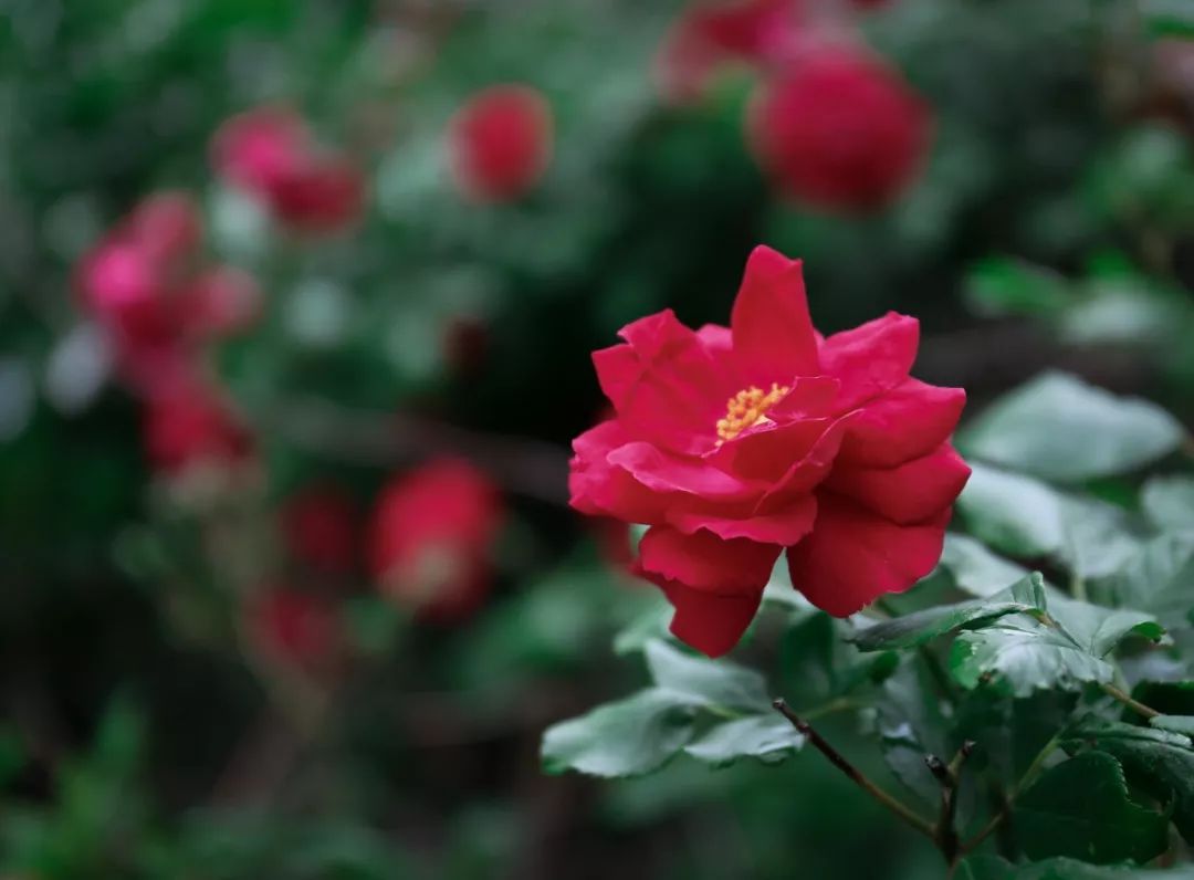 海大校花,海大双胞胎校花
