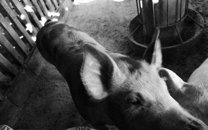 育肥猪39度无症状不吃,育肥猪不吃料不发烧没精神