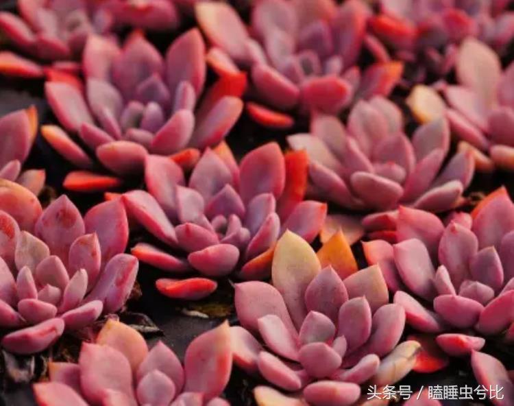 颗粒土和营养土哪个养多肉好,养多肉用什么土和什么肥料