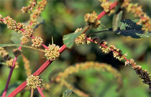 这种野菜千万别吃了,这种野菜你认识吗