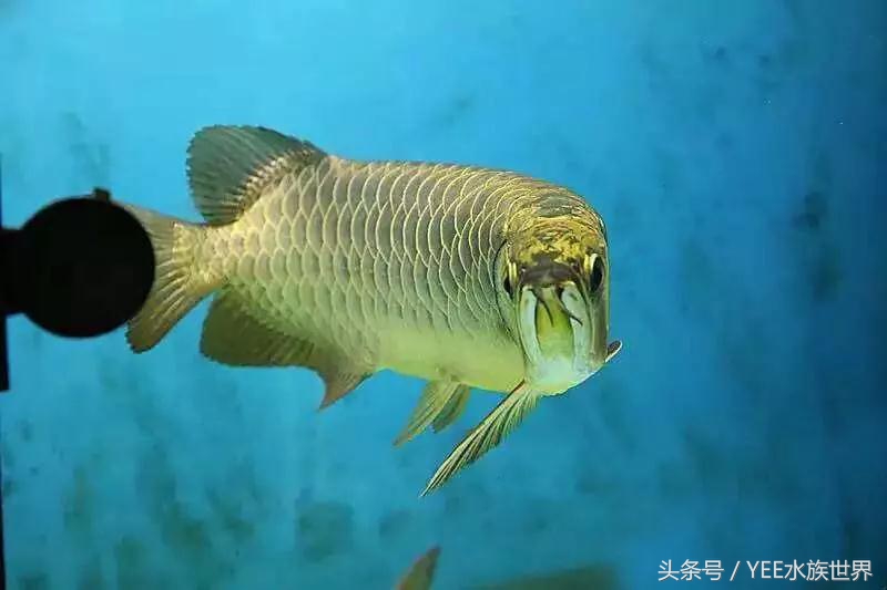 我的龙鱼王者修炼记，秘籍其实很简单