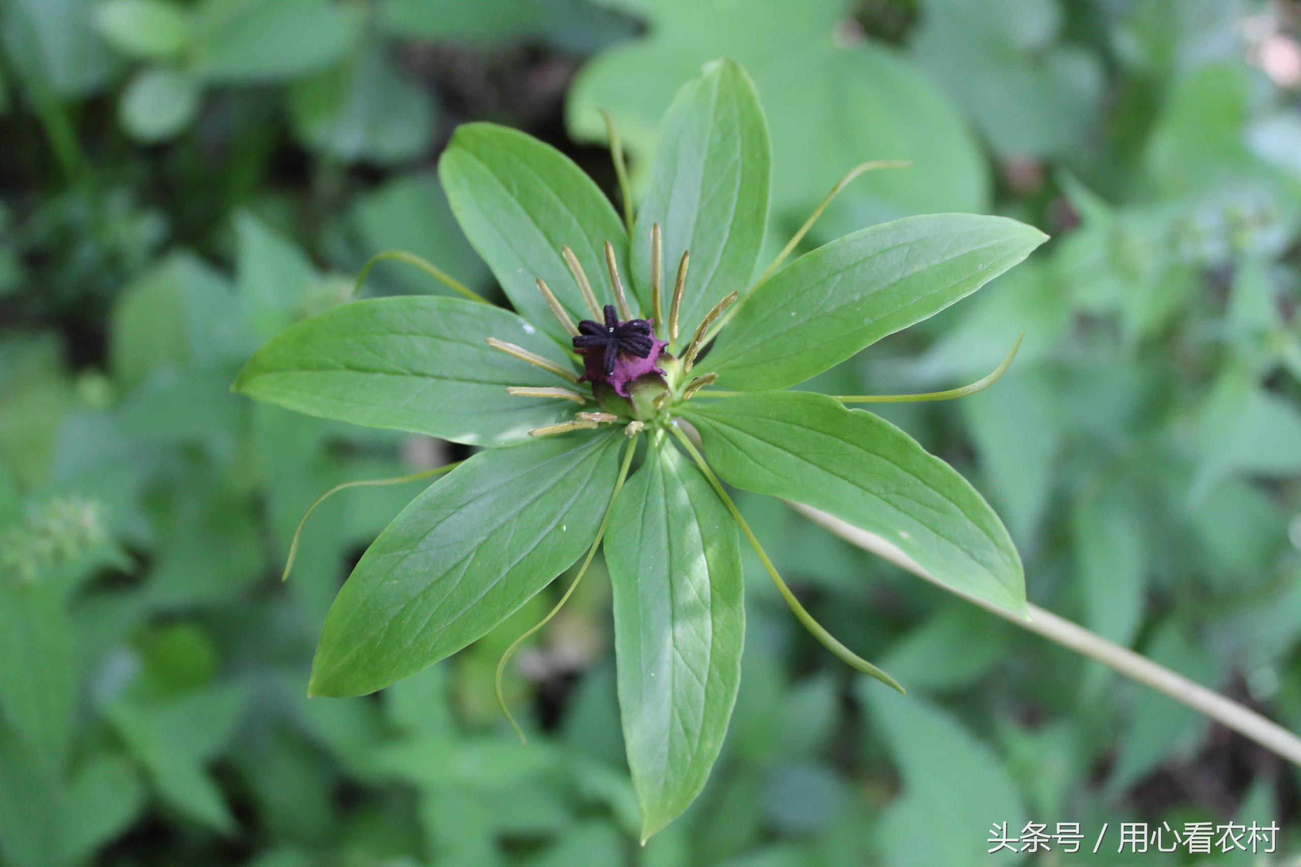农村山上的这种草药一斤卖万元,农村草药多少钱一斤