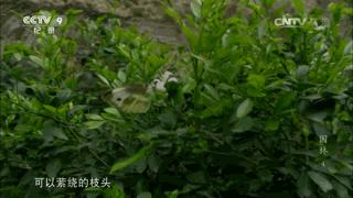 纪录片园林配乐,纪录片园林40分钟