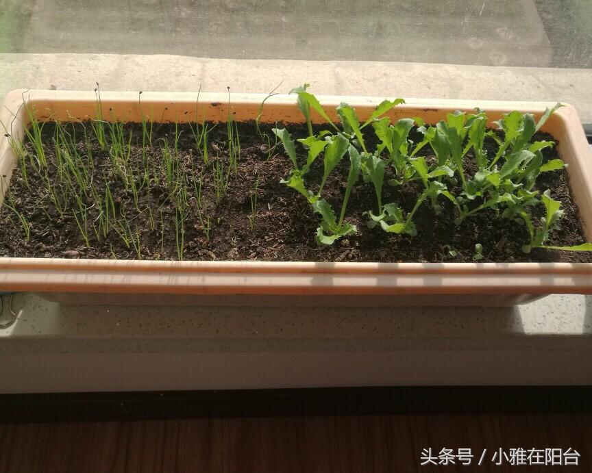 阳台种植蔬菜简单的小妙招家庭版,阳台种菜达人如何种菜