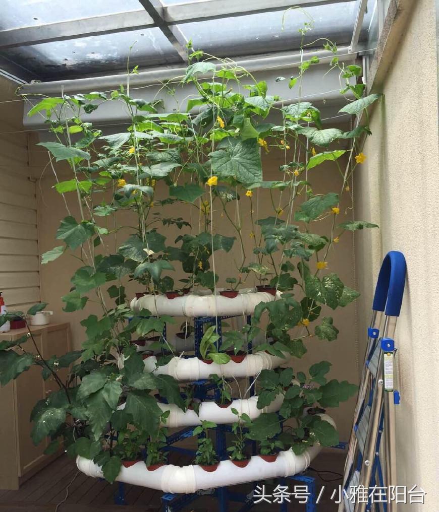 10种阳台菜种植方法,8个阳台种菜的小诀窍