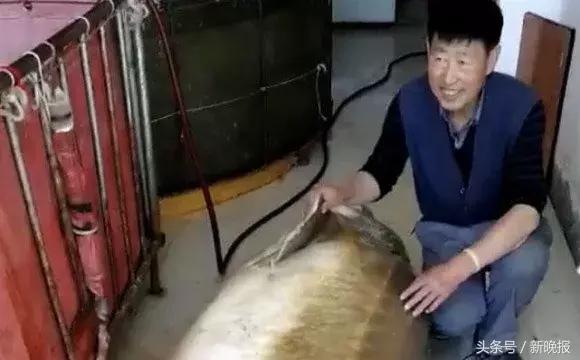黑龙江里的鳇鱼一条几百斤,大鳇鱼1030斤现状