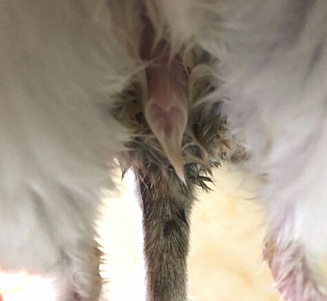 「117」龙猫妹纸怎么得了子宫炎