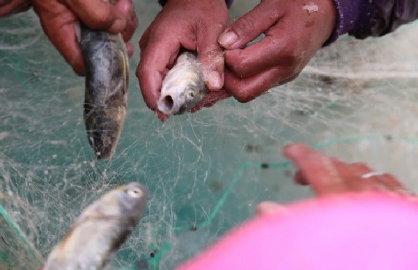 青海湖鱼类稀少,青海湖大型鱼类