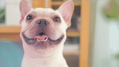 表白可以送19朵红玫瑰吗,表白送520朵玫瑰花好吗