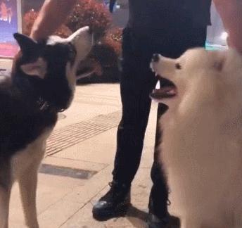 哈士奇出门遇见萨摩就害怕了,哈士奇和萨摩耶相处模式