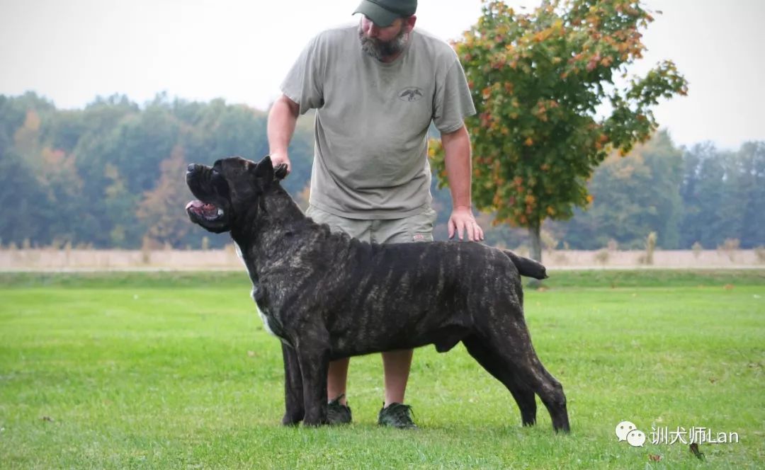 成年卡斯罗犬凶猛图,卡斯罗犬看家好吗