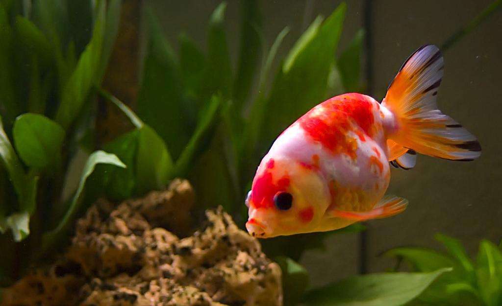 为什么金鱼养得好好的怎么就死了,为什么金鱼一养就死