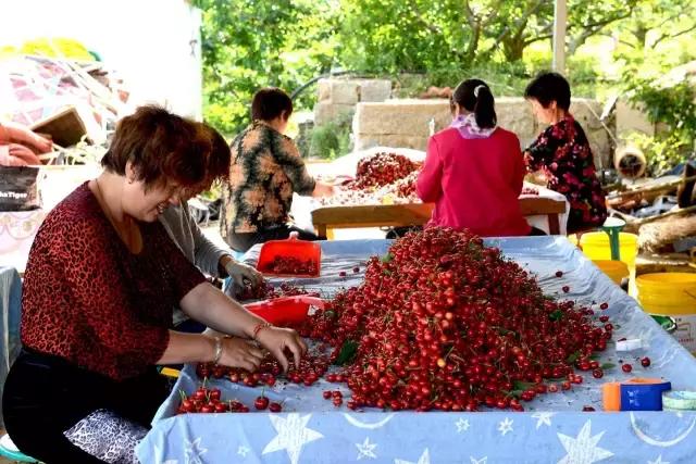 2020年烟台大棚樱桃采摘,最美樱桃季烟台露天大樱桃采摘啦