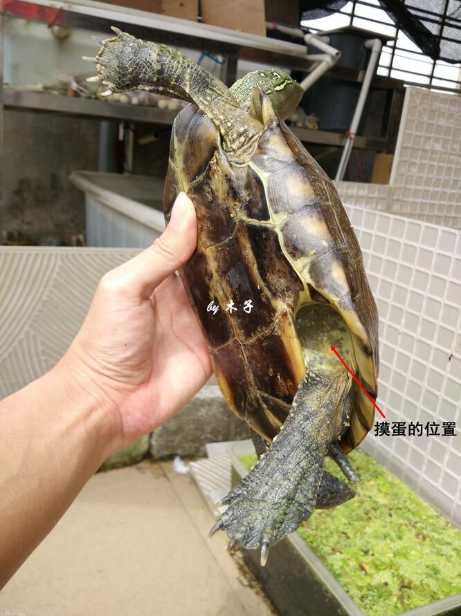 怎么看龟蛋有没有受孕,怎么查看龟蛋是否具有孵化条件