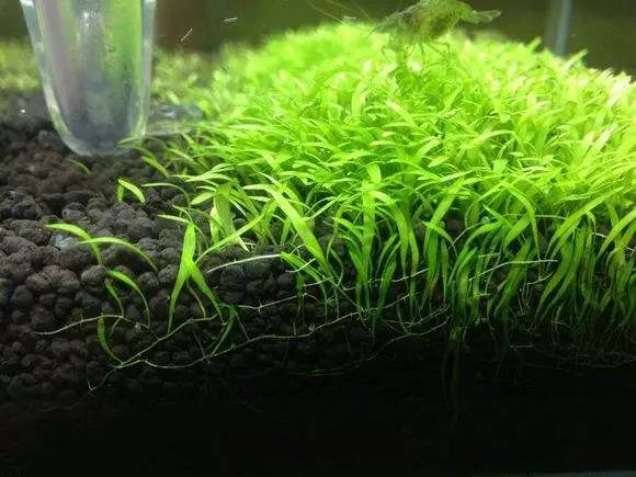 心脏缺氧是什么原因造成的,总感觉缺氧打哈欠是什么原因