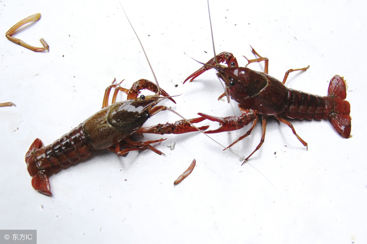 童年抓虾摸鱼趣事,童年抓鱼挖泥鳅