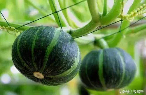 酵素代替农药化肥有哪些品牌,农用酵素替代化肥农药案例