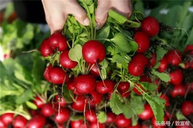 酵素代替农药化肥有哪些品牌,农用酵素替代化肥农药案例