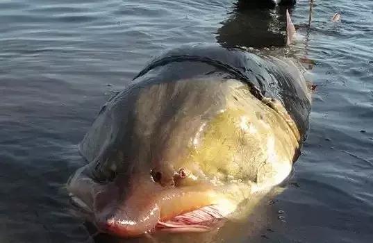 鲟鳇鱼黑龙江纯野生,黑龙江原来最大的鱼鳇鱼