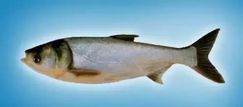 鲟鳇鱼黑龙江纯野生,黑龙江原来最大的鱼鳇鱼