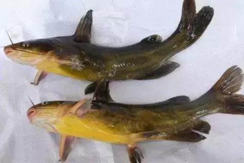 鲟鳇鱼黑龙江纯野生,黑龙江原来最大的鱼鳇鱼