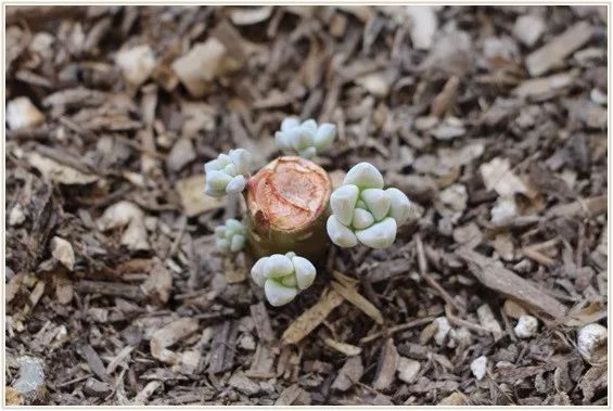 多肉宝珠徒长了怎么办,多肉徒长的原因及处理