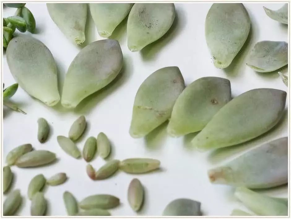 多肉宝珠徒长了怎么办,多肉徒长的原因及处理