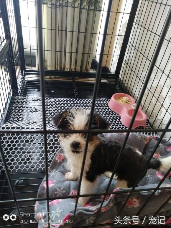 网上买的哈士奇180块,花了1000买的哈士奇