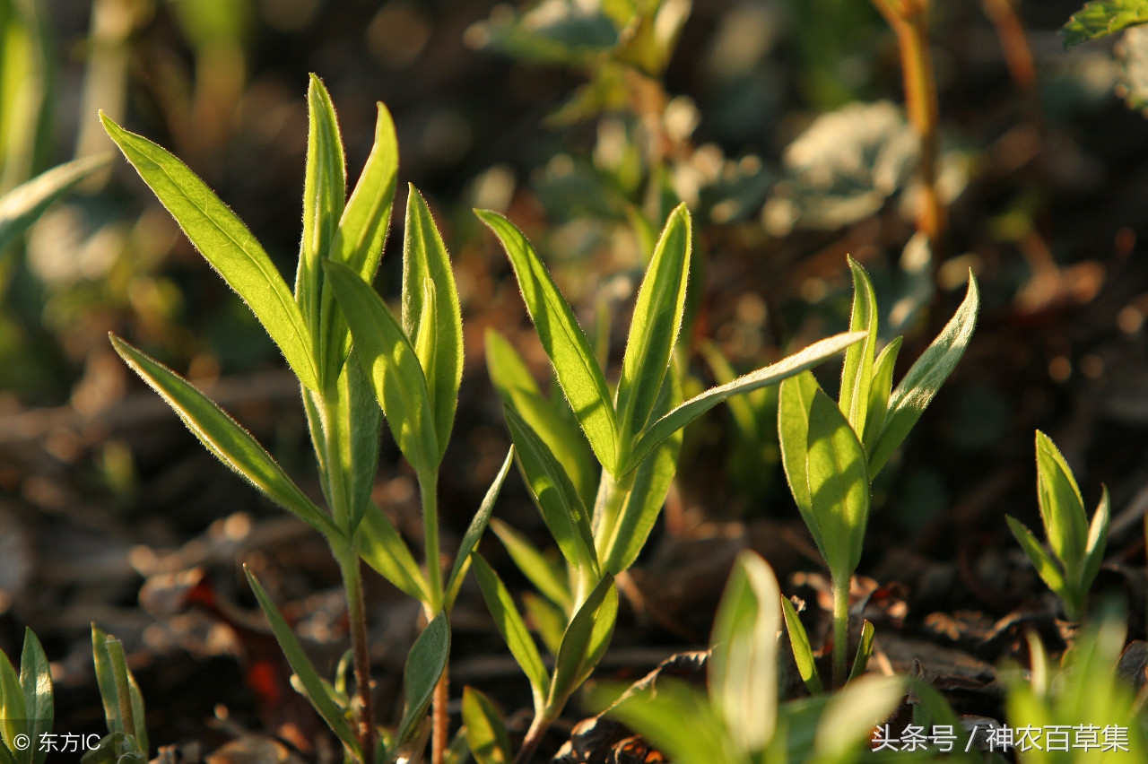 中医治疗各种发热的方剂,中医治发热的特效药