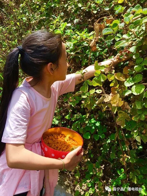 无刺黄泡采摘园昌宁,昌宁摘黄泡的地方