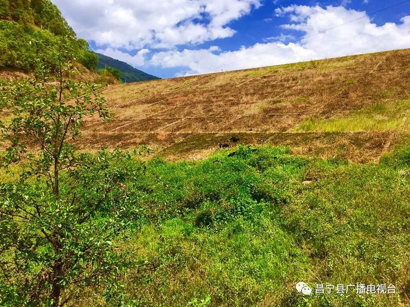 无刺黄泡采摘园昌宁,昌宁摘黄泡的地方