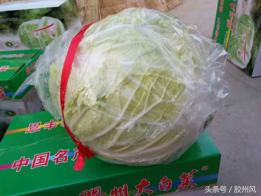 胶州大白菜最正宗,胶州大白菜纪录片