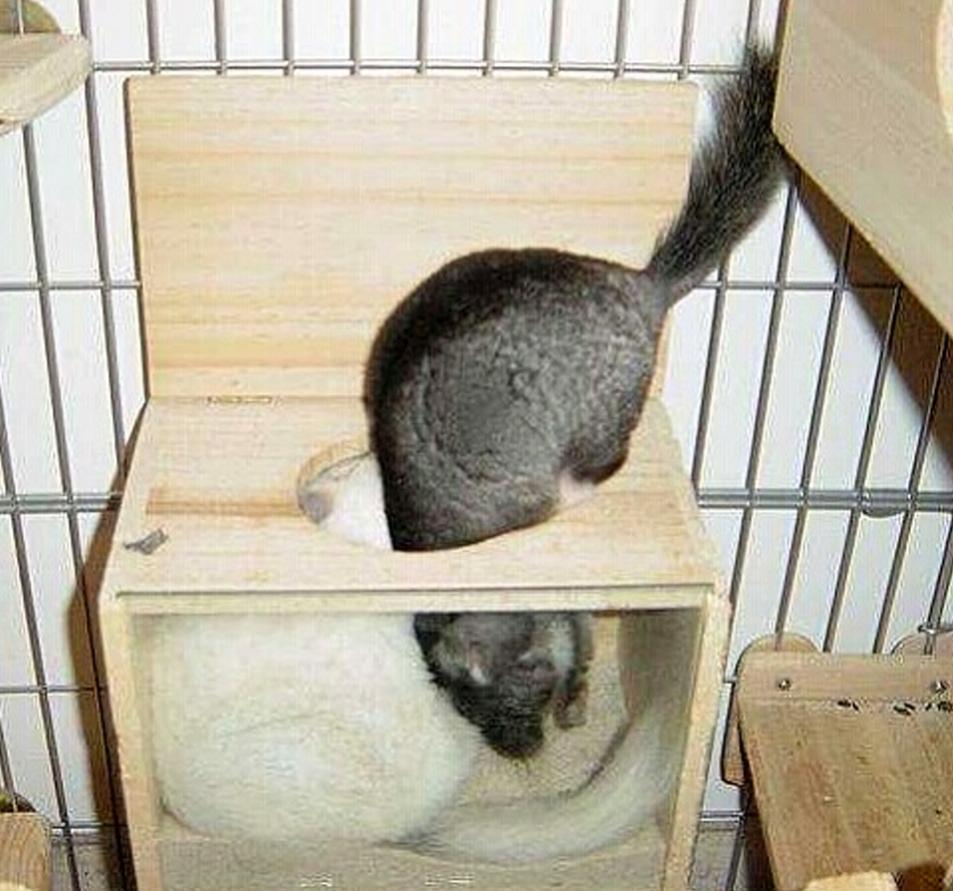 龙猫浴沙真的洗得干净吗,龙猫浴沙洗澡洗多久