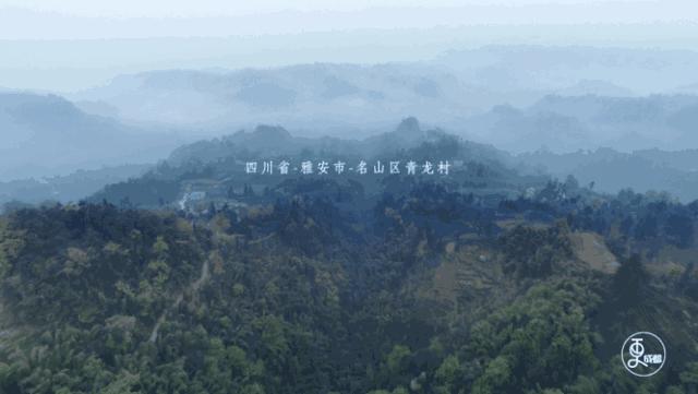 这一片茶园,给北纬30度震区人民带来生活希望