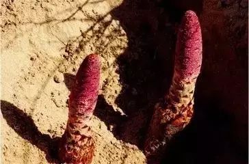 骆驼在沙漠里吃东西的视频,沙漠带刺植物骆驼吃有营养吗