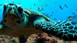 世界海龟日古老的爬行动物,世界海龟日它们奔赴星辰大海