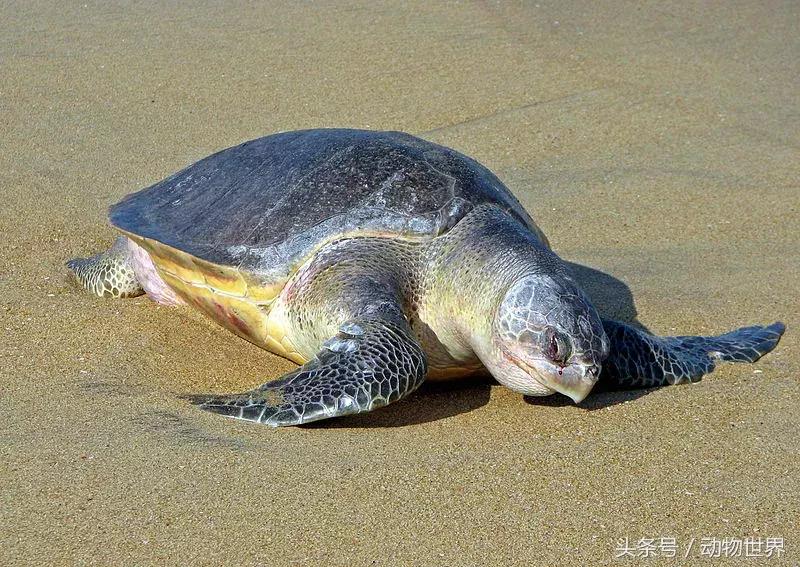 世界海龟日古老的爬行动物,世界海龟日它们奔赴星辰大海