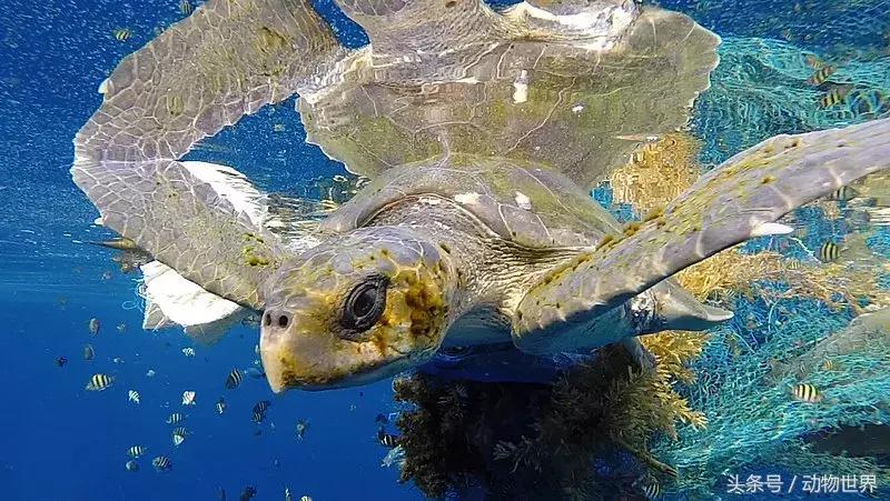 世界海龟日古老的爬行动物,世界海龟日它们奔赴星辰大海