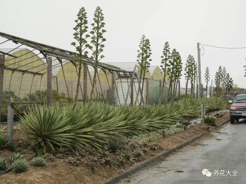 老外私家花园景观,国外多肉花园