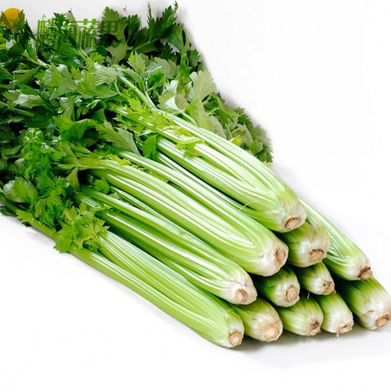 女生口臭的原因和治疗方法,女性口臭怎么调理喝什么茶