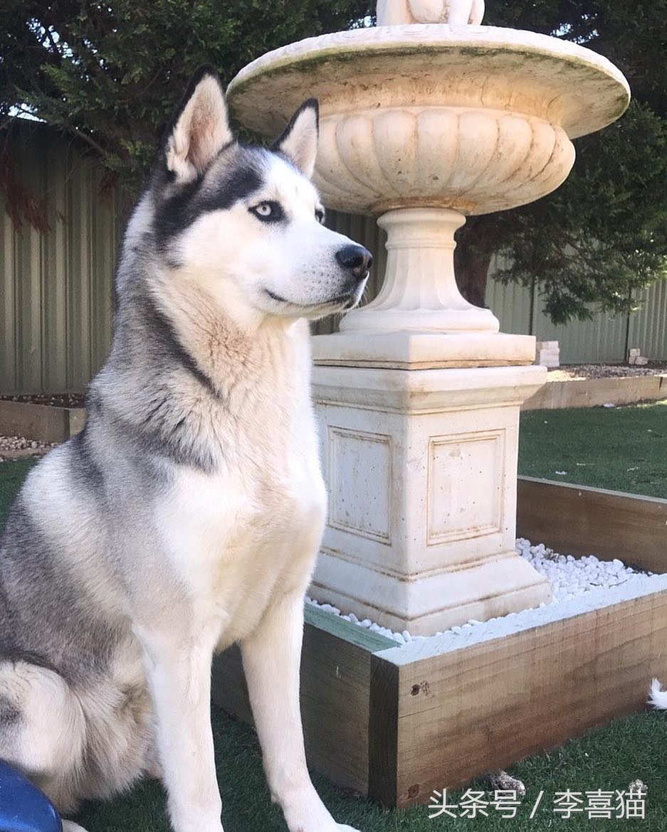 哈士奇中的高颜值存在，这清秀甜美的相貌真的是二哈界的一股清流