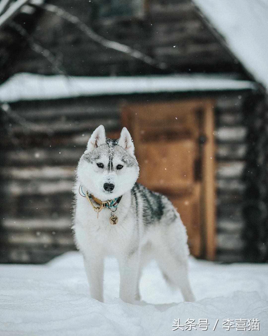 哈士奇中的高颜值存在，这清秀甜美的相貌真的是二哈界的一股清流