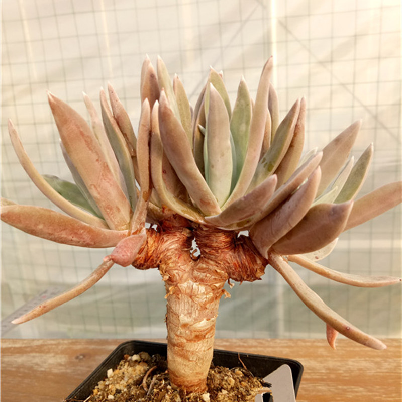 多肉树,多肉树杈