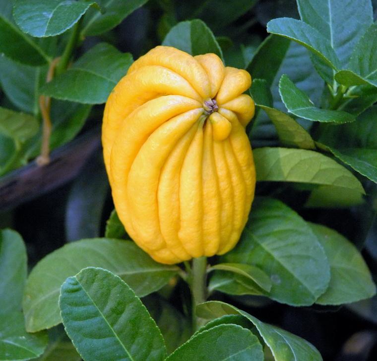 佛手观赏和食用区别,佛手可以和什么一起养