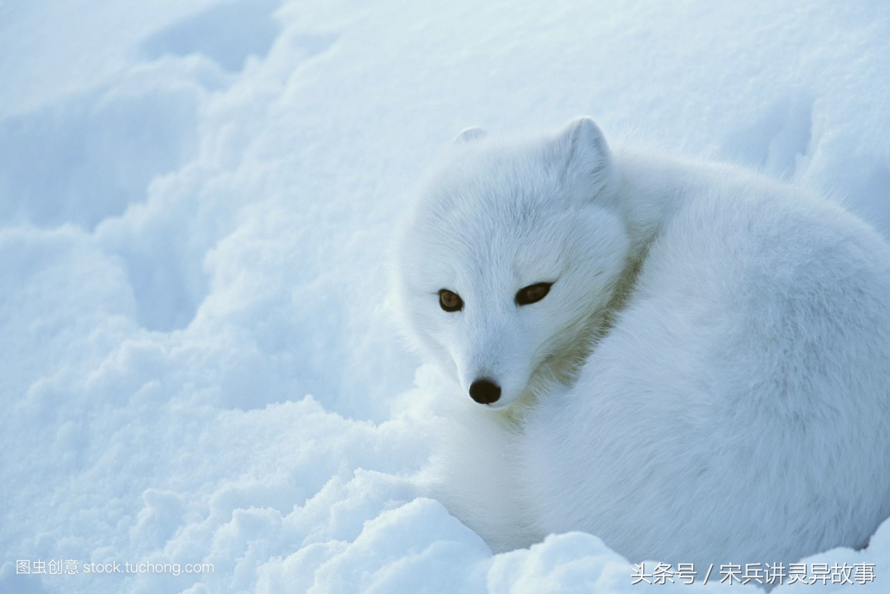狐狸渡劫的民间故事,狐狸来报恩以身相许却遭到废后