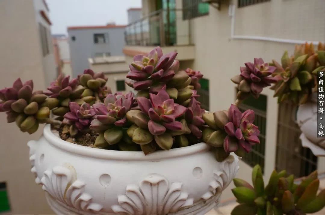 90张多肉图片——纪念入坑两周年！